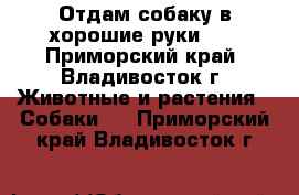 Отдам собаку в хорошие руки!!! - Приморский край, Владивосток г. Животные и растения » Собаки   . Приморский край,Владивосток г.